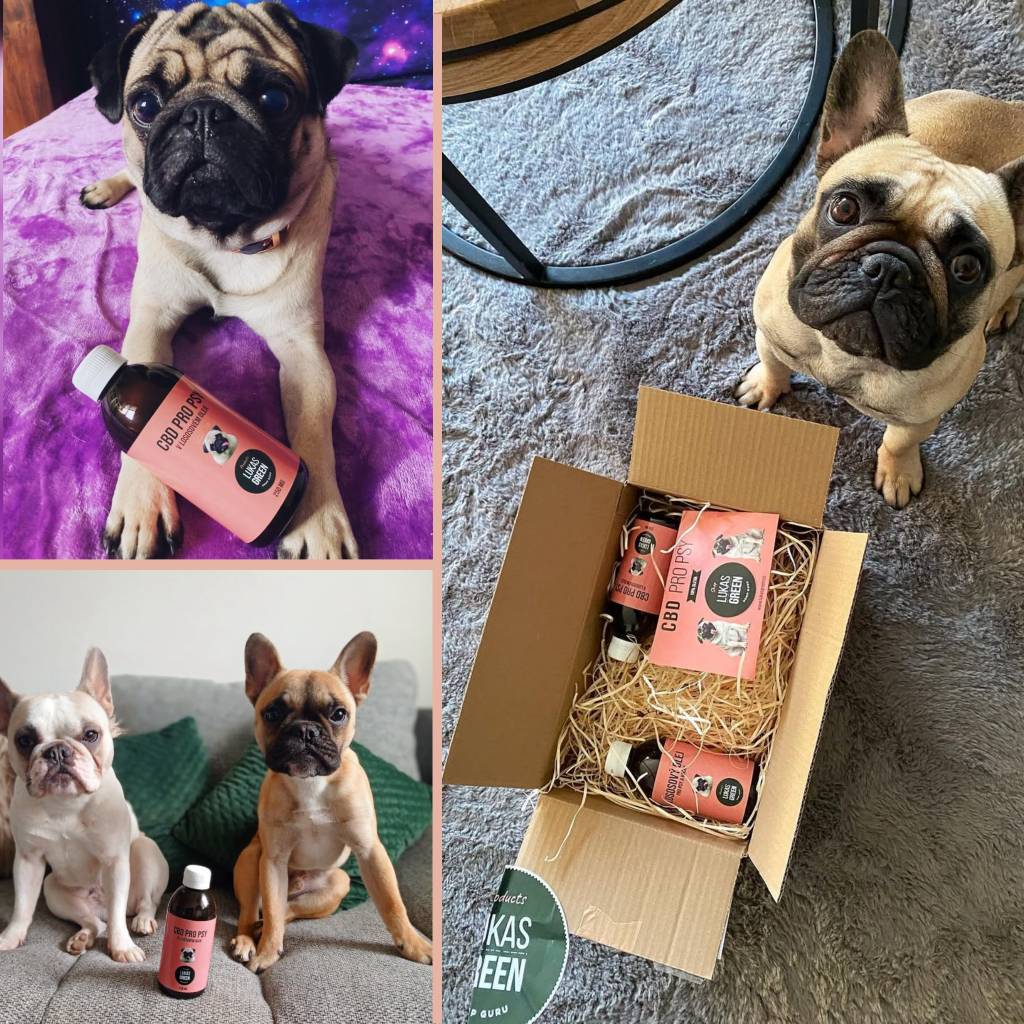 CBD pro psy v lososovém oleji